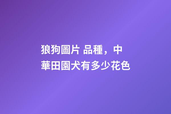狼狗圖片 品種，中華田園犬有多少花色-第1張-觀點(diǎn)-玄機(jī)派